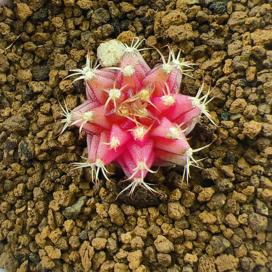 当前无花栽培后可以开花120