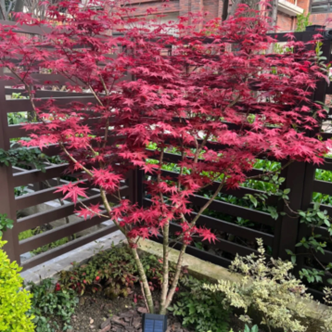 红枫景观庭院植物