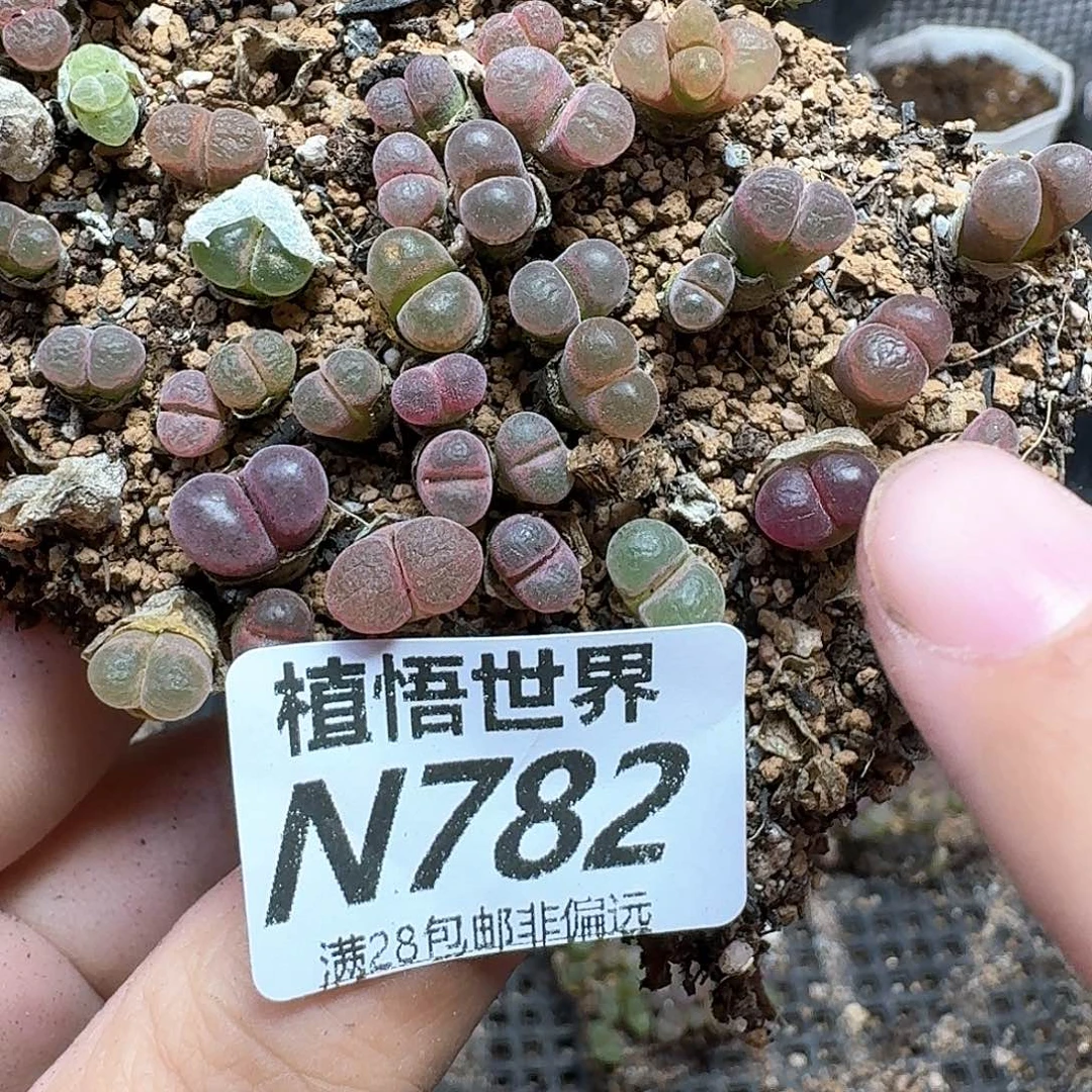 多肉植物的人生发发