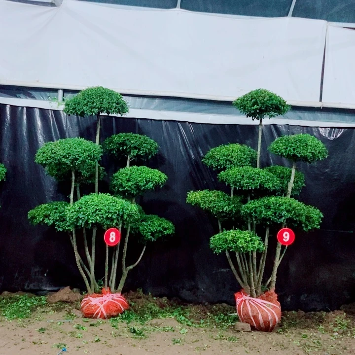 不开花植物一物一拍一物一拍
