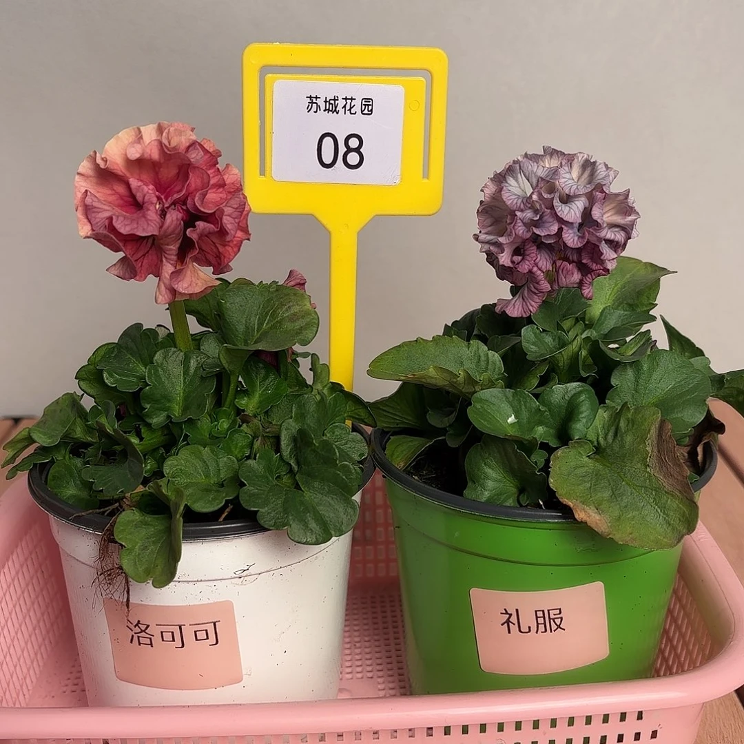 大部分开放少量花苞08