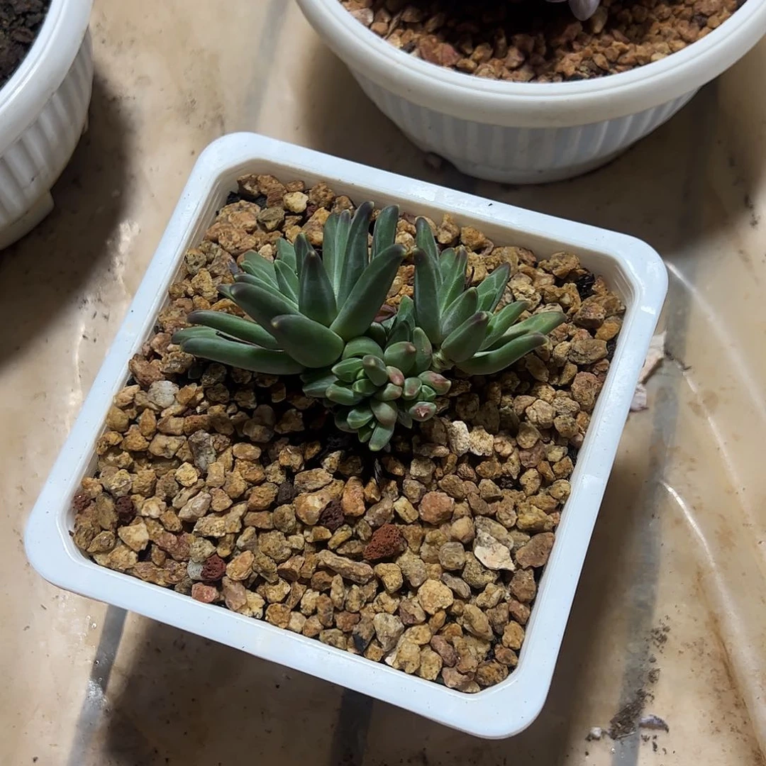*️梵高小群多肉植物