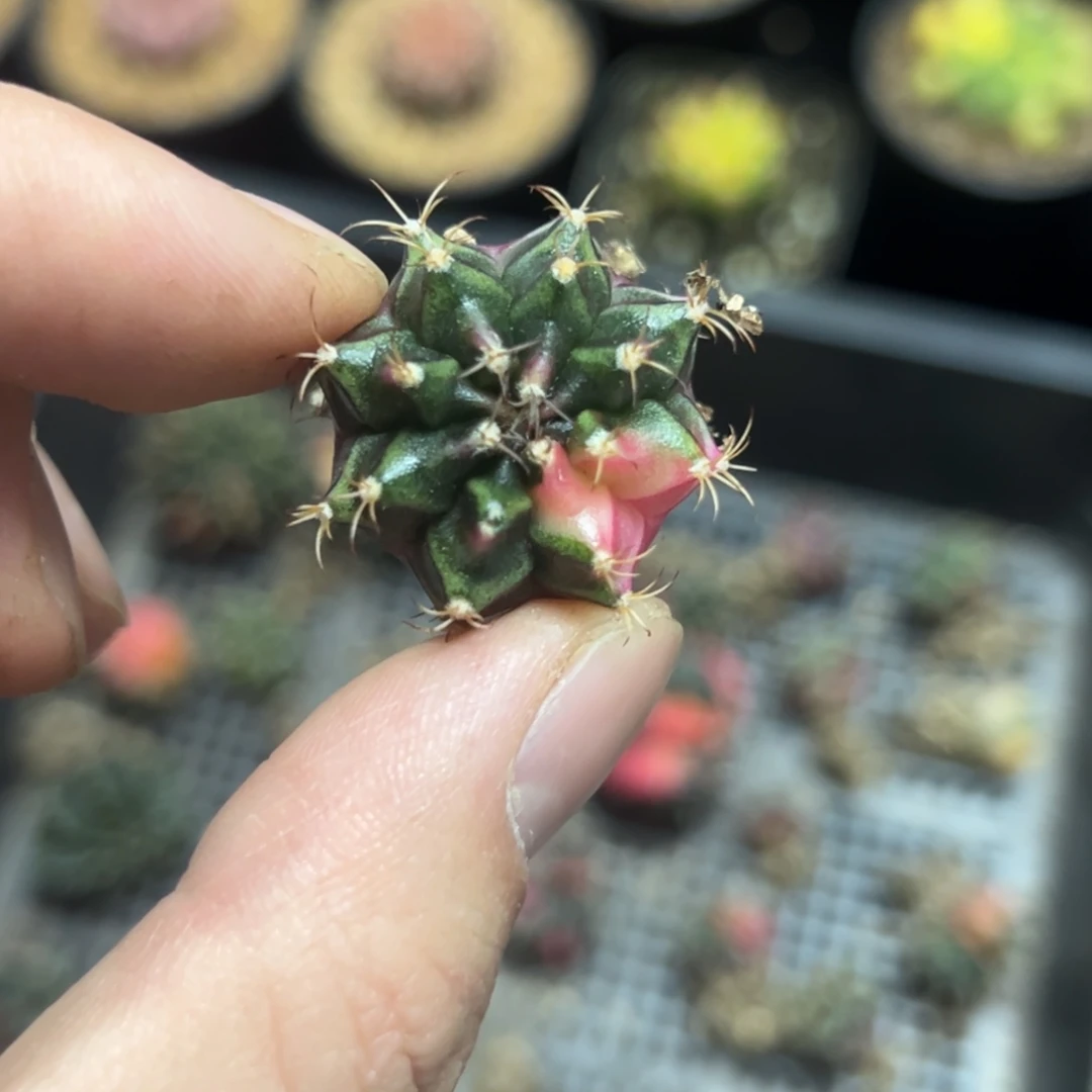 ༺***༻实生米哈锦脱土发货