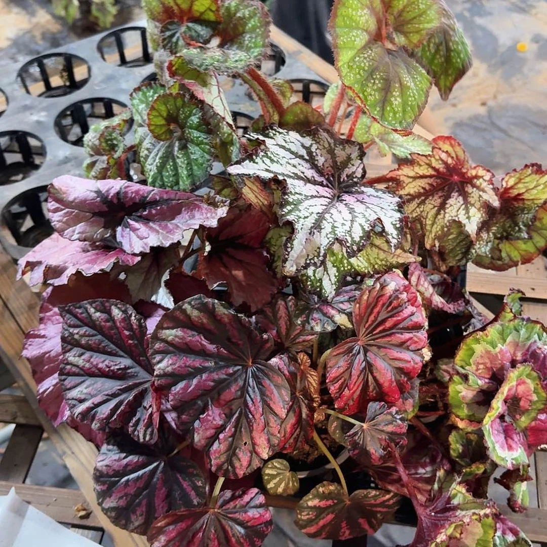 不开花植物一物一拍套餐三