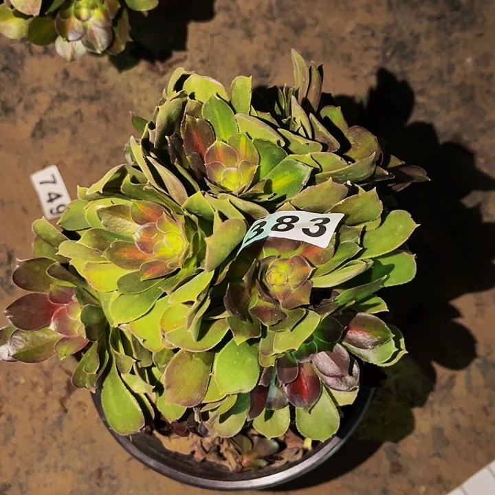 383邵修七彩多肉植物处理不售后砍头丛林