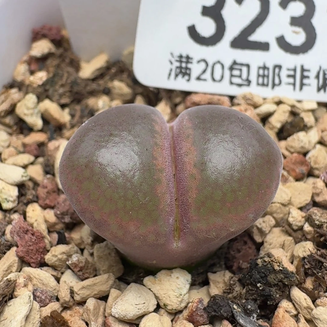 1804.5带盆土c10同属。