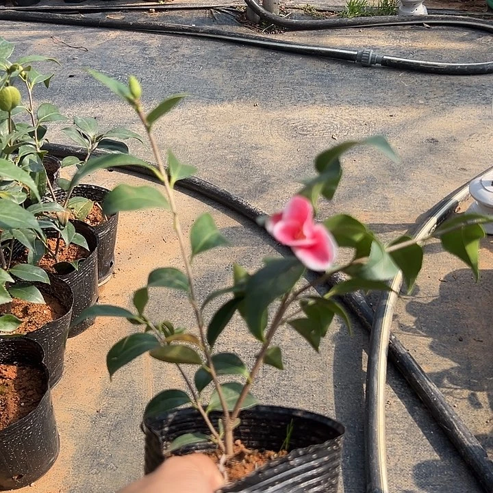 大部分花苞少量开放，凑晨佗助