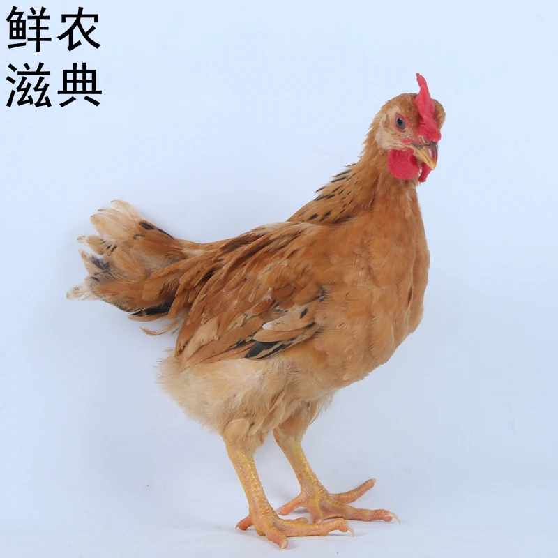 鲜农滋典低温培育正宗长尾农家散养长尾九斤红红玉380宠物鸡