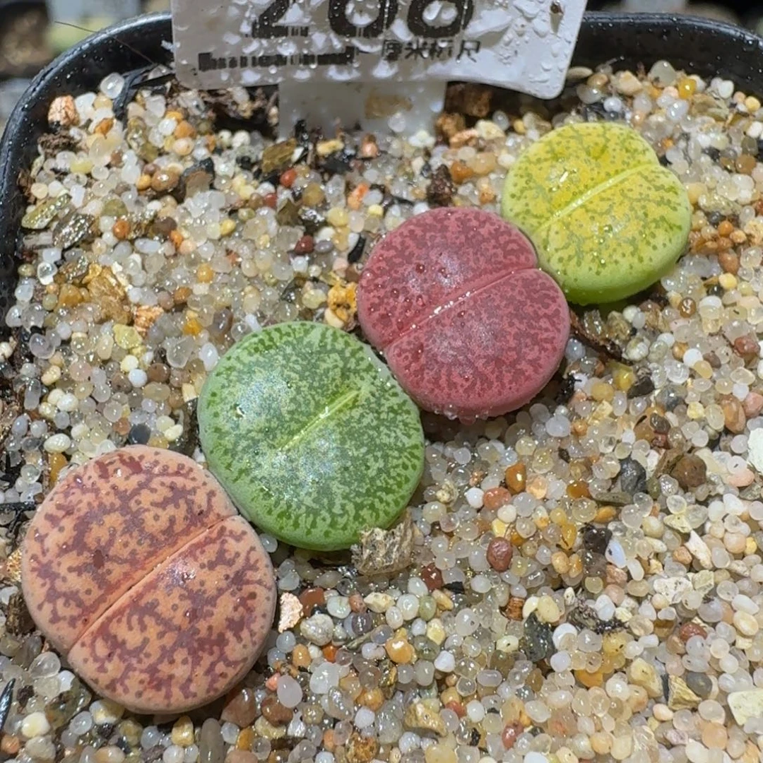 Ssss精品生石花268福利