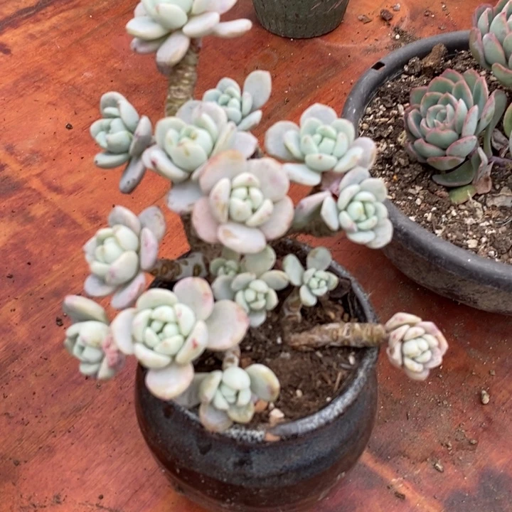 无名多肉无砍老桩