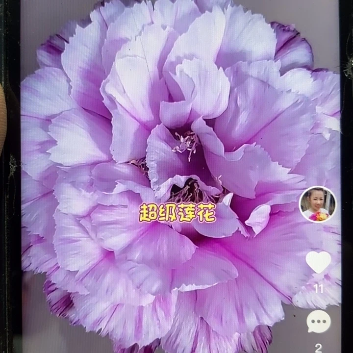 仙人掌嫁接超级莲花彩草
