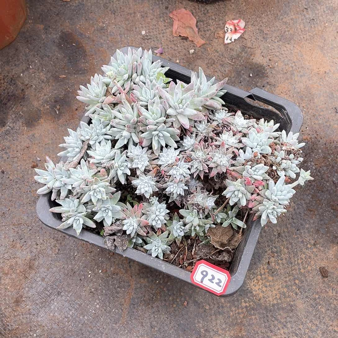 922白菊 一物一拍多肉