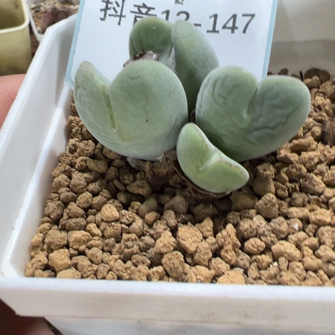 曦***曦12-147肉锥多肉植物