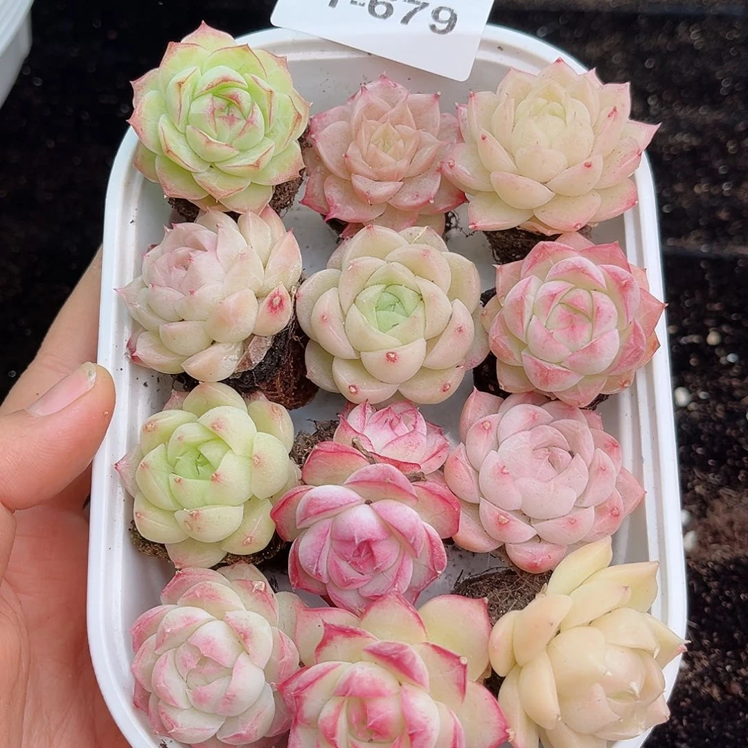 1-679 除新疆西藏内蒙12.8包邮 尺寸2-3厘米