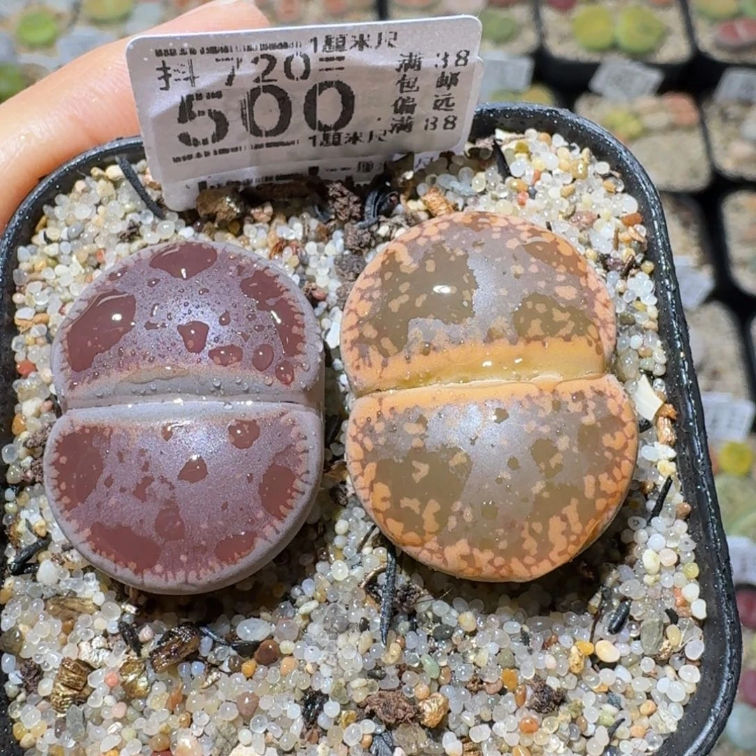 T***iSss清仓大放送500