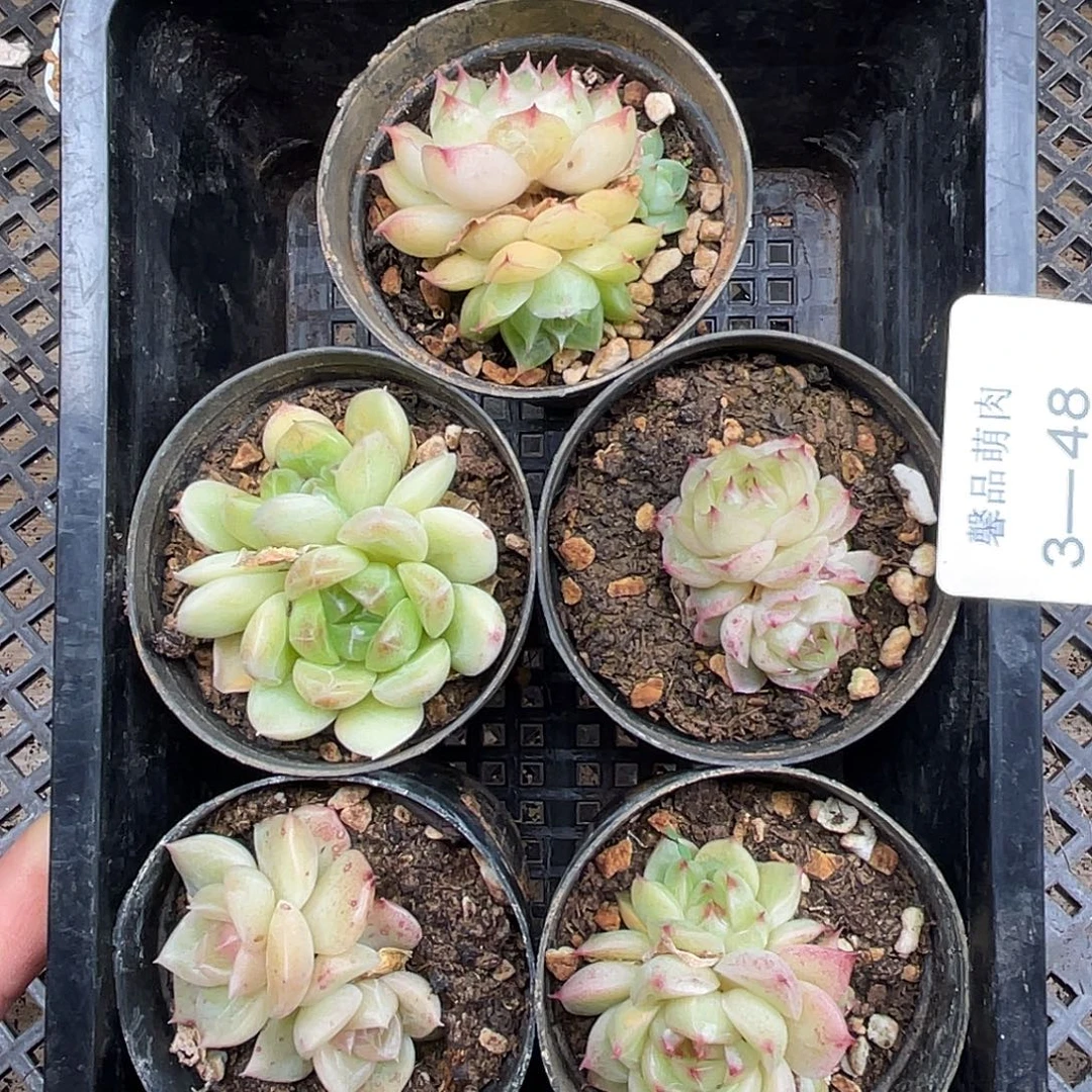 多肉一物一拍多肉3-48