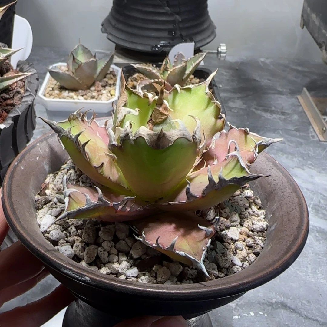 红猫仁王冠龙舌兰