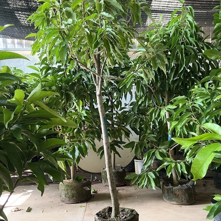 完全开放黄兰花350价位