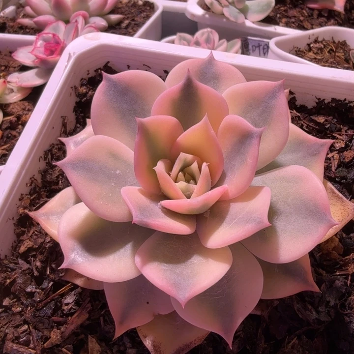丽娜锦多肉植物一物一拍