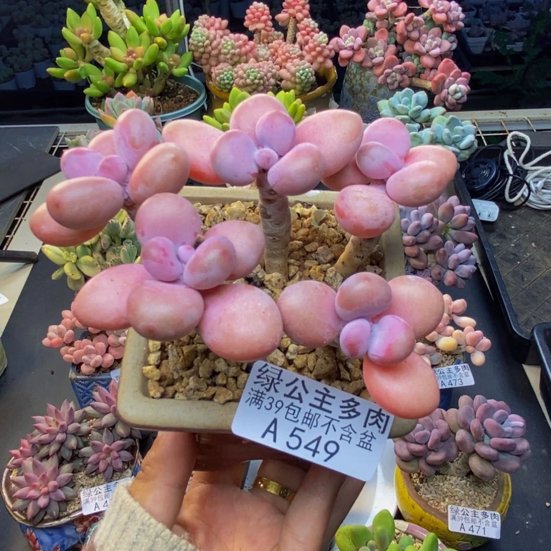 549糖果桃蛋多肉8c m