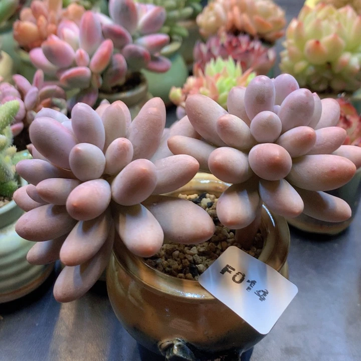 一物一拍含盆土满38包邮F14