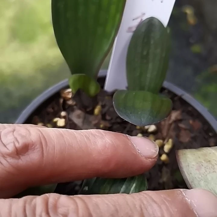 完全开放精品君子兰霸王血兰