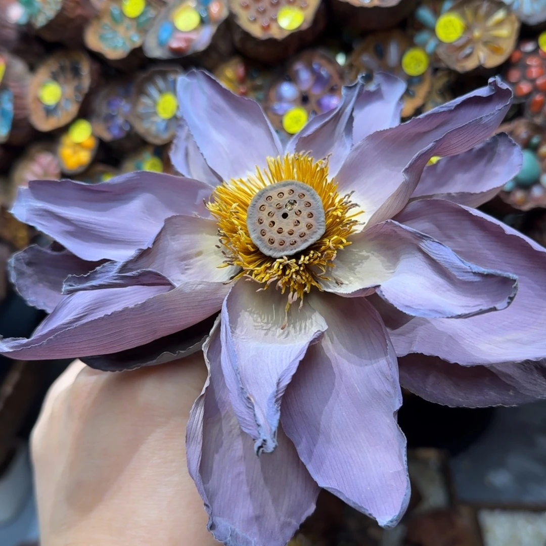 漂亮的荷花荷花荷花