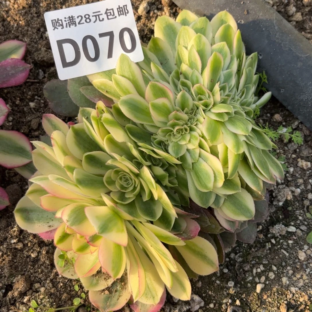 070多肉植物荔枝缀化