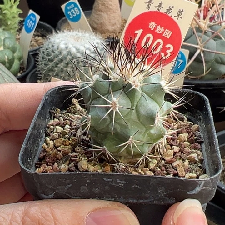 强刺黑枪玉一棵仙人球