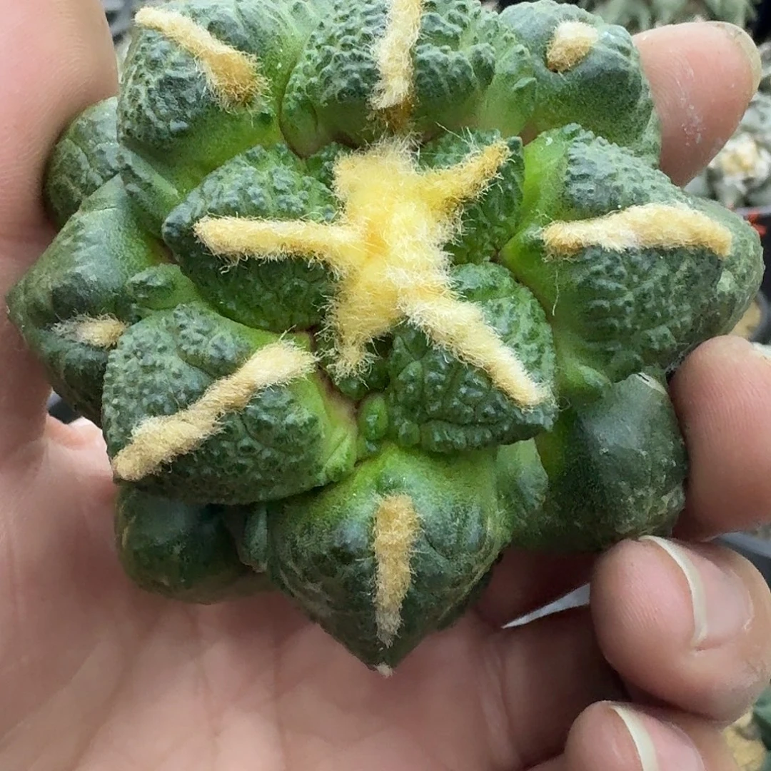 自根连山牡丹暂未开根