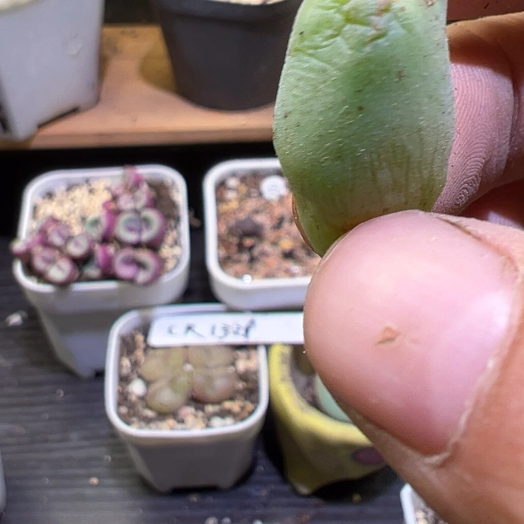 *****多肉植物111111111111