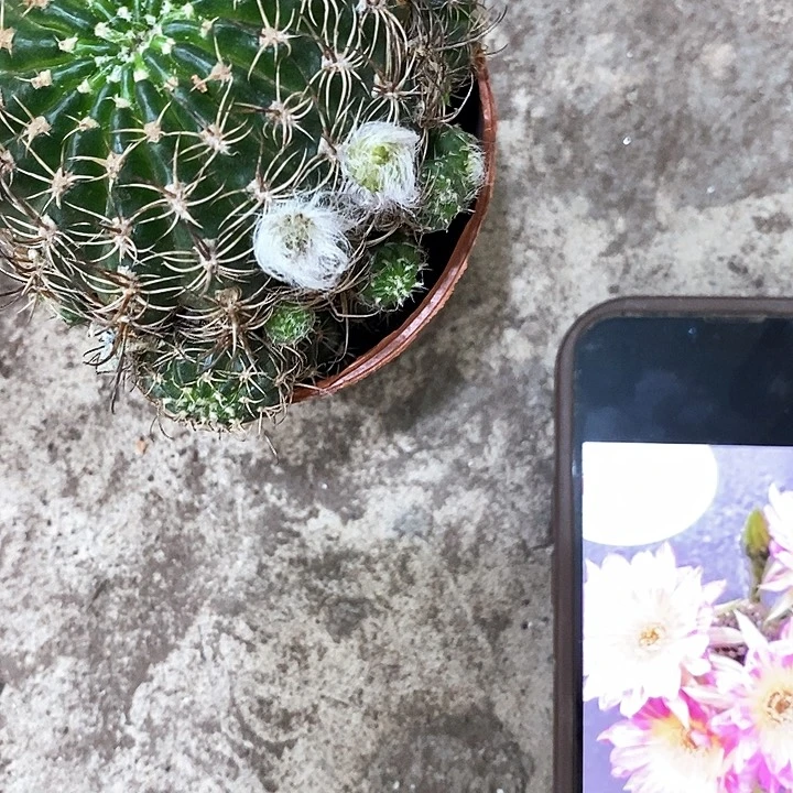 汤姆丽花，5-8公分左右