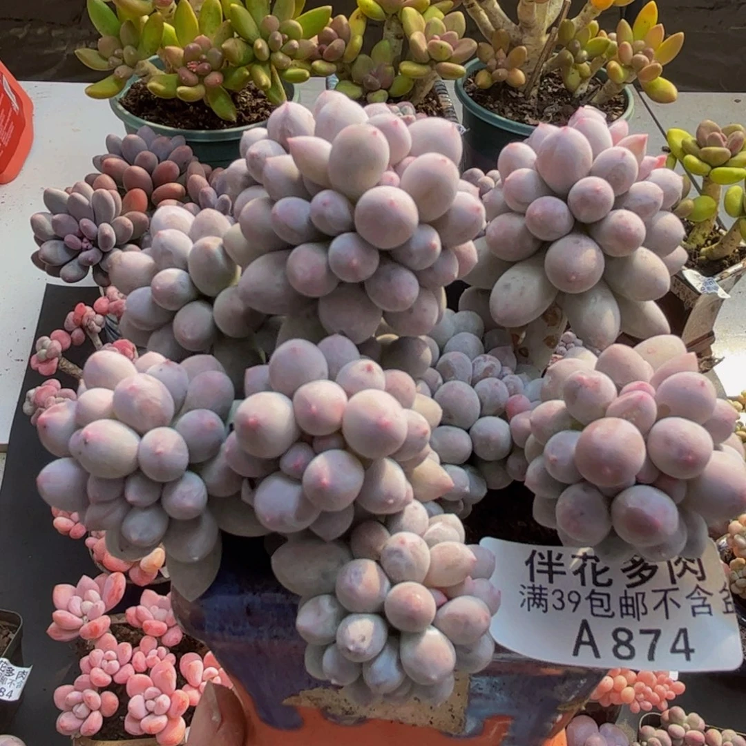 974香水手指10cm多肉植物