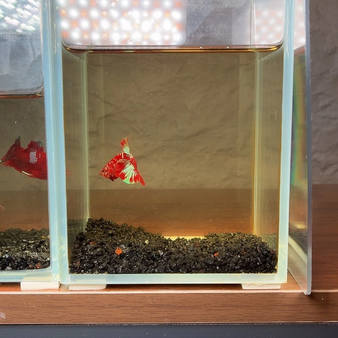 斗鱼彩金将军公鱼