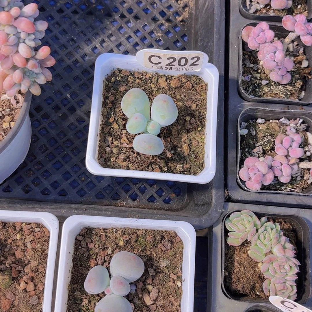 ?****乐C202Mike奶一物一拍