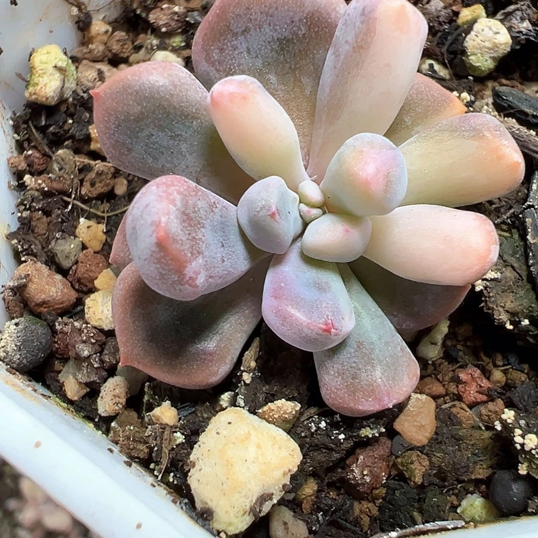 丘比特锦 小方花圃一物一拍