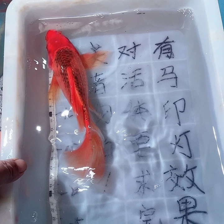 蝴蝶鲤鱼渔场直发01