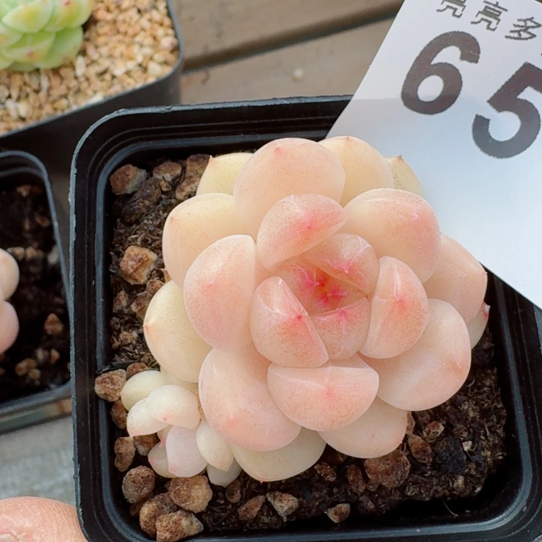 倾城珍妮      愿你一路坦途，乘风破浪展宏图