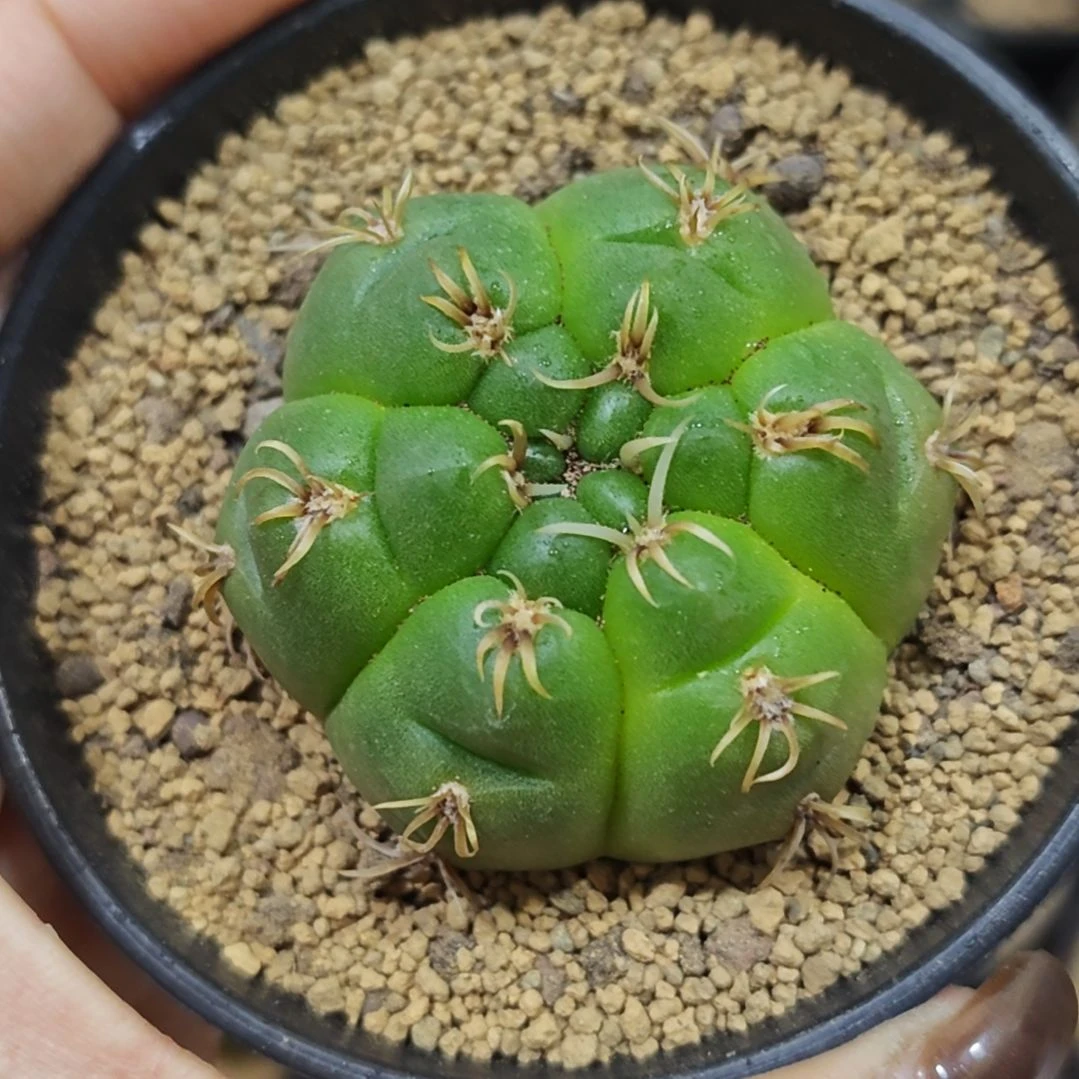 实生根黄体龟甲美花海王