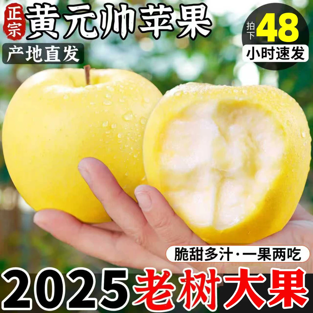 东北正宗黄元帅辽宁当季黄金苹果粉面水果老人孕妇小孩新鲜香甜