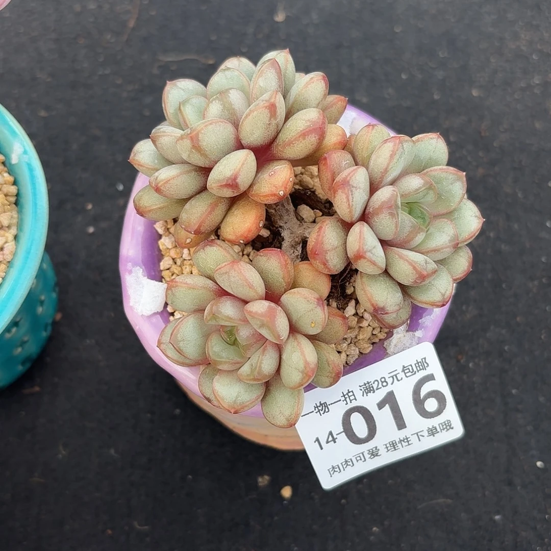 葡萄无盆土发货无