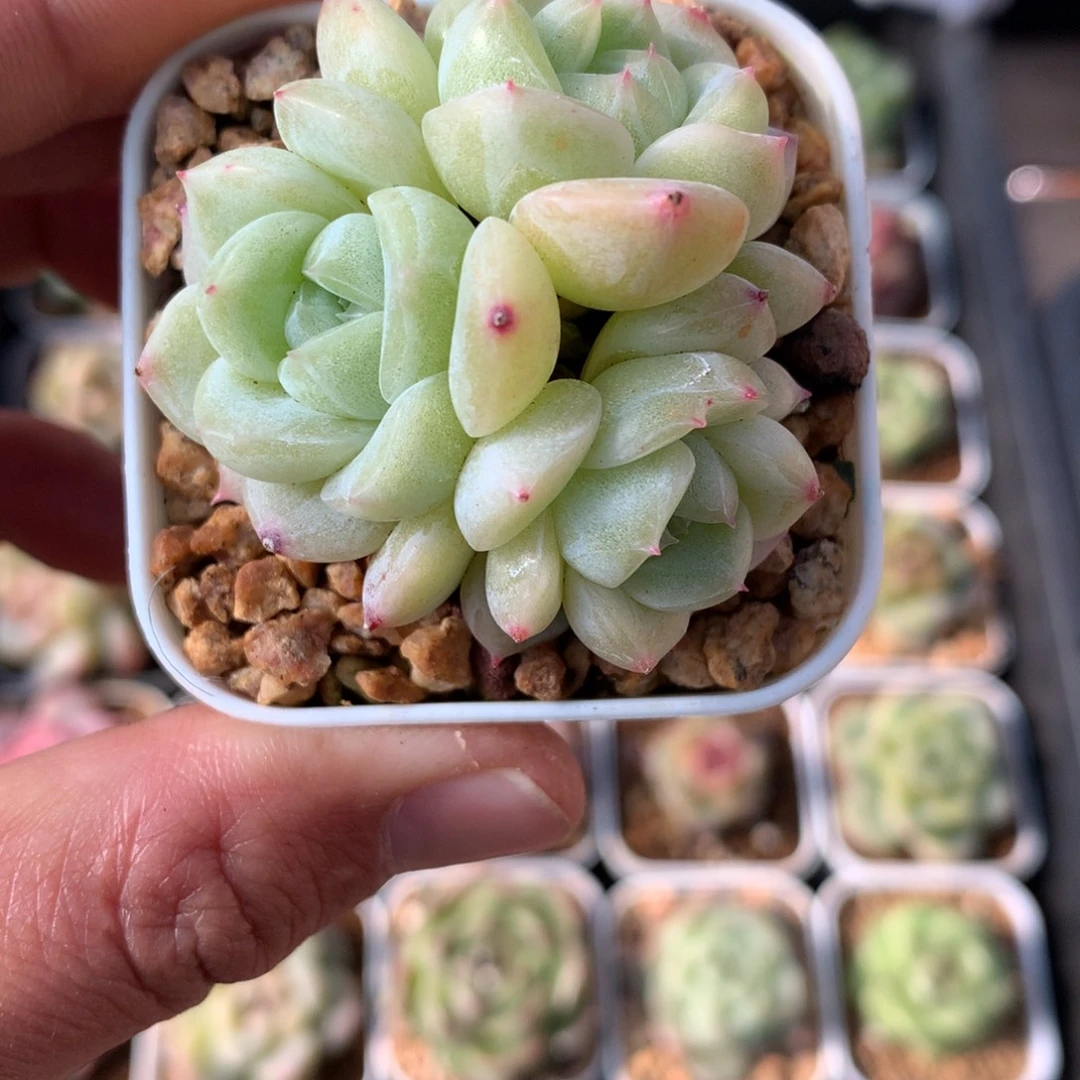 白色。     包子。  3头群。    19号