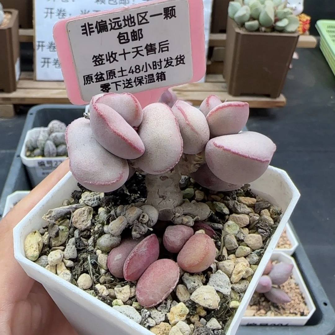140白肌红蛋多肉