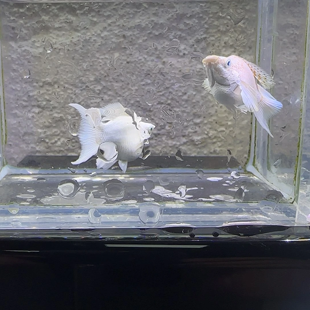 孔雀鱼铂金麒麟玛丽。22号