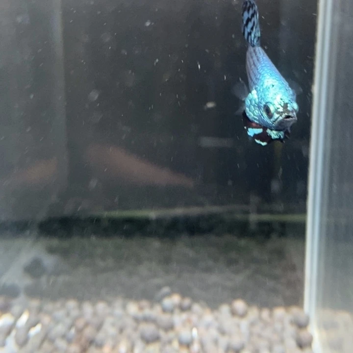 斗鱼泰国斗鱼475号