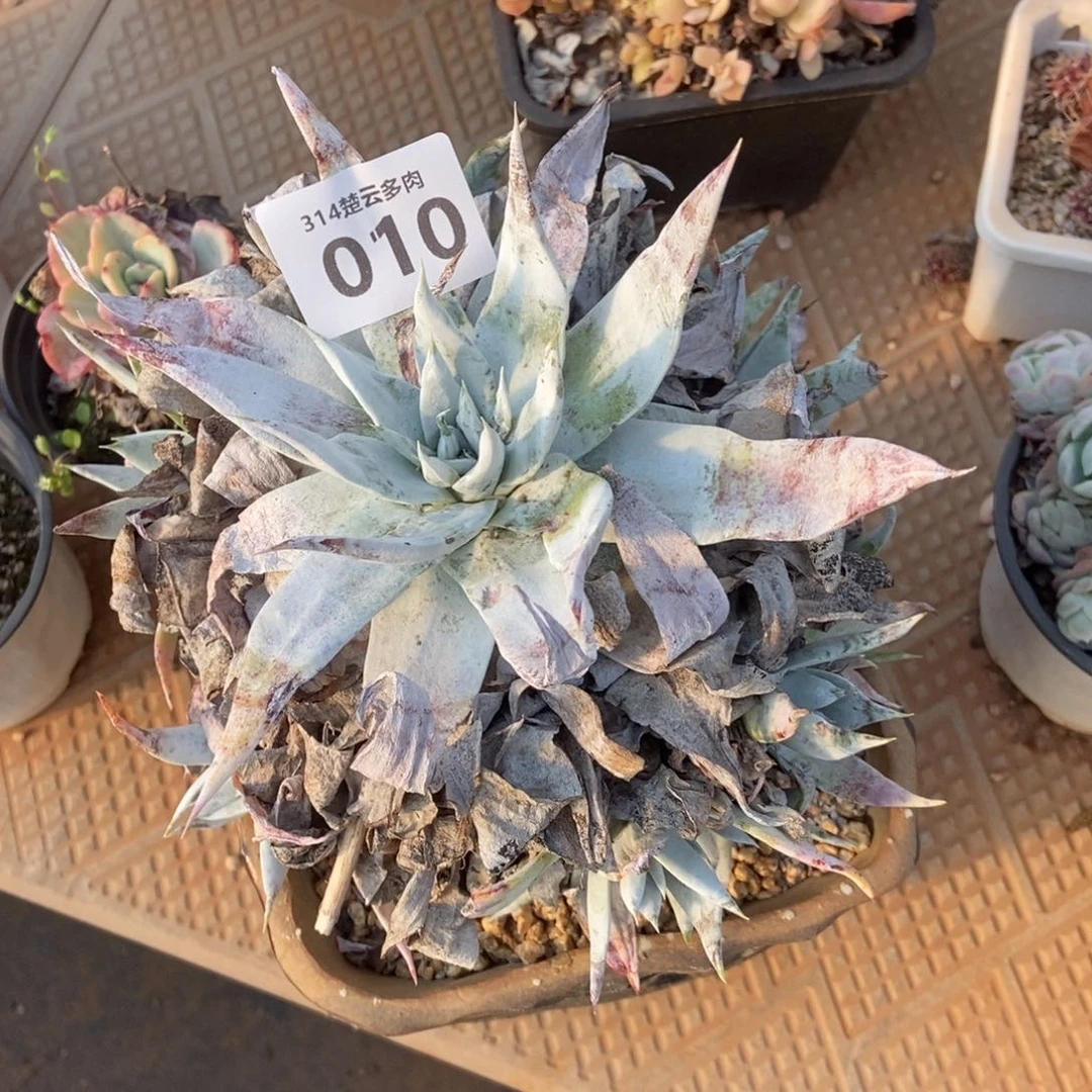 010多肉植物啦啦啦啦