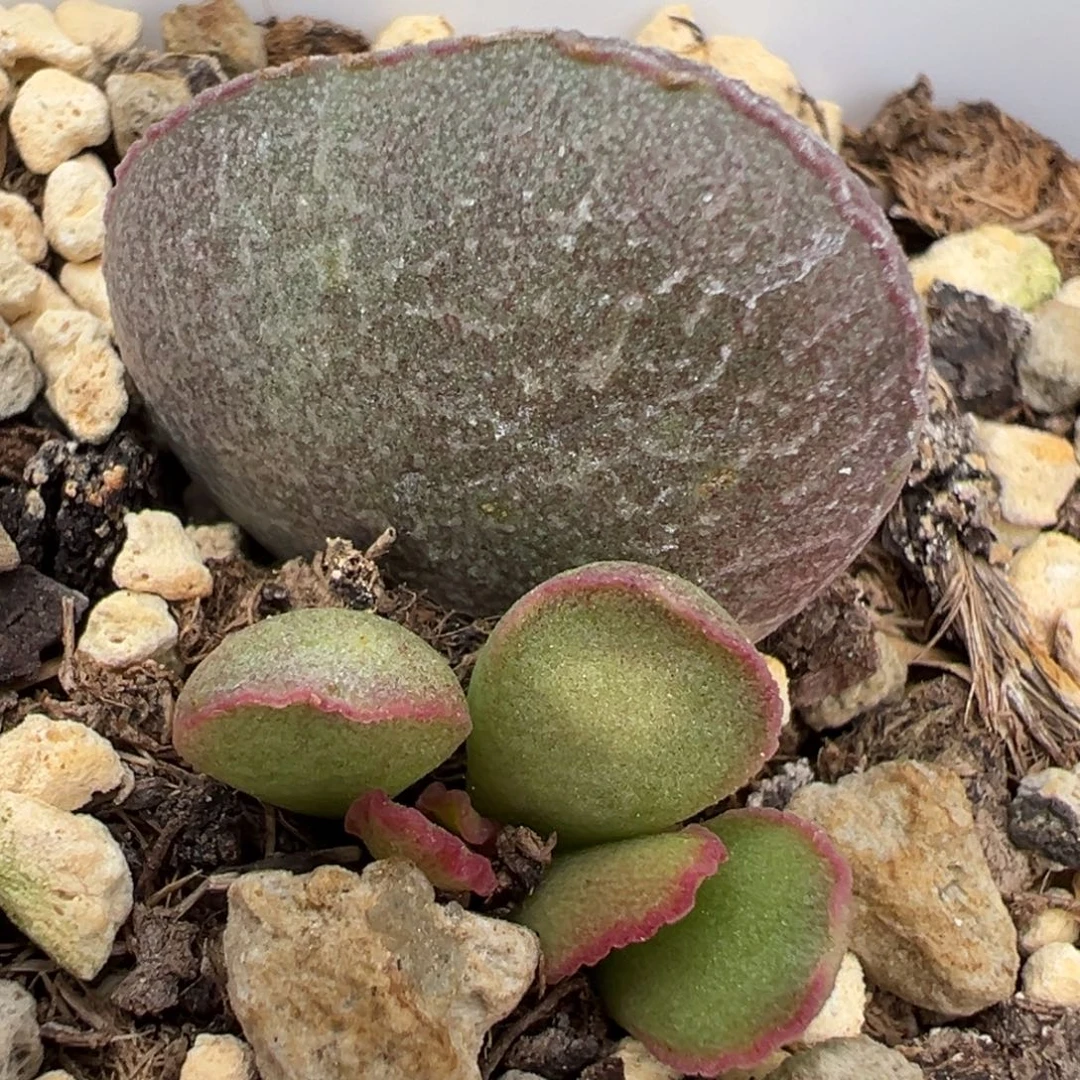 粉姬大苗多肉植物水泡