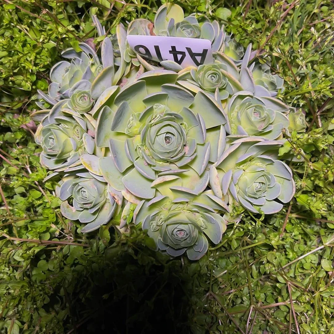 玫瑰玫瑰15//10包邮
