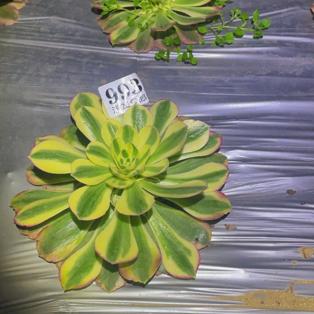 粉海王的润泽说993