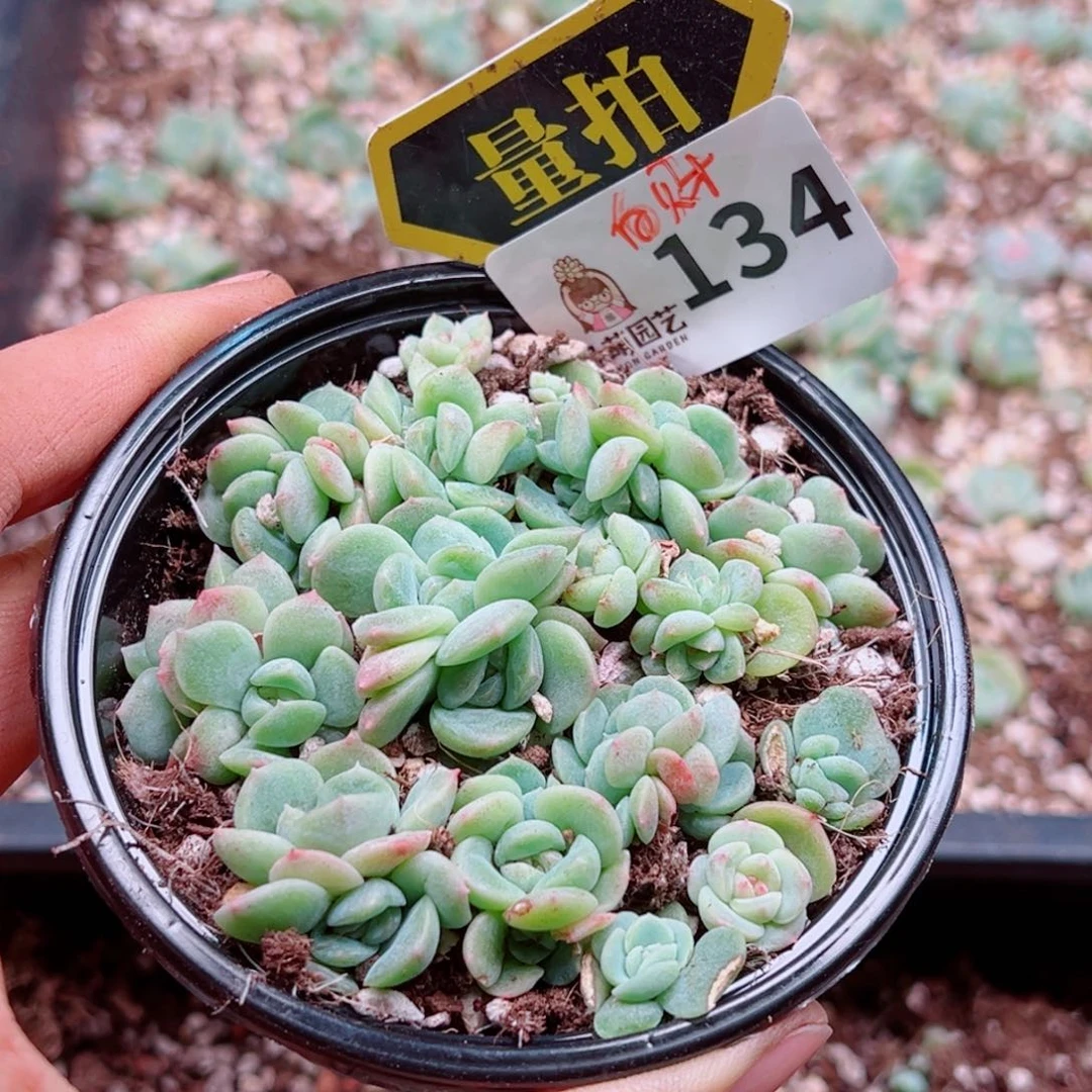 多肉植物多肉植物